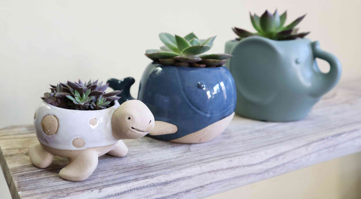 'Wilson' the Whale Planter